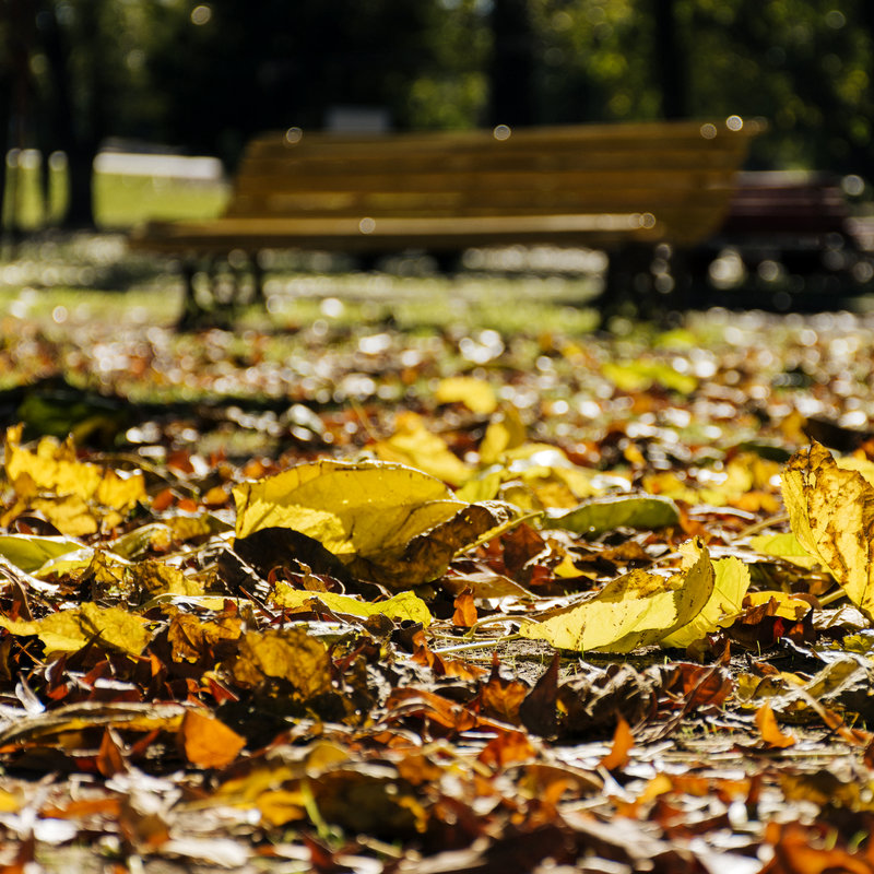 Efterår - tid til forberedelse på forårets vækst