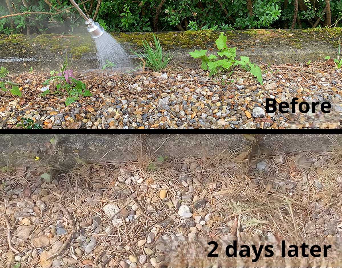 Hot water weed control - before and after