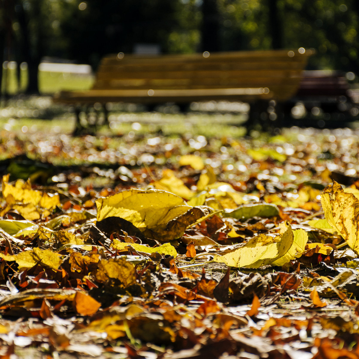 Efterår - tid til forberedelse på forårets vækst